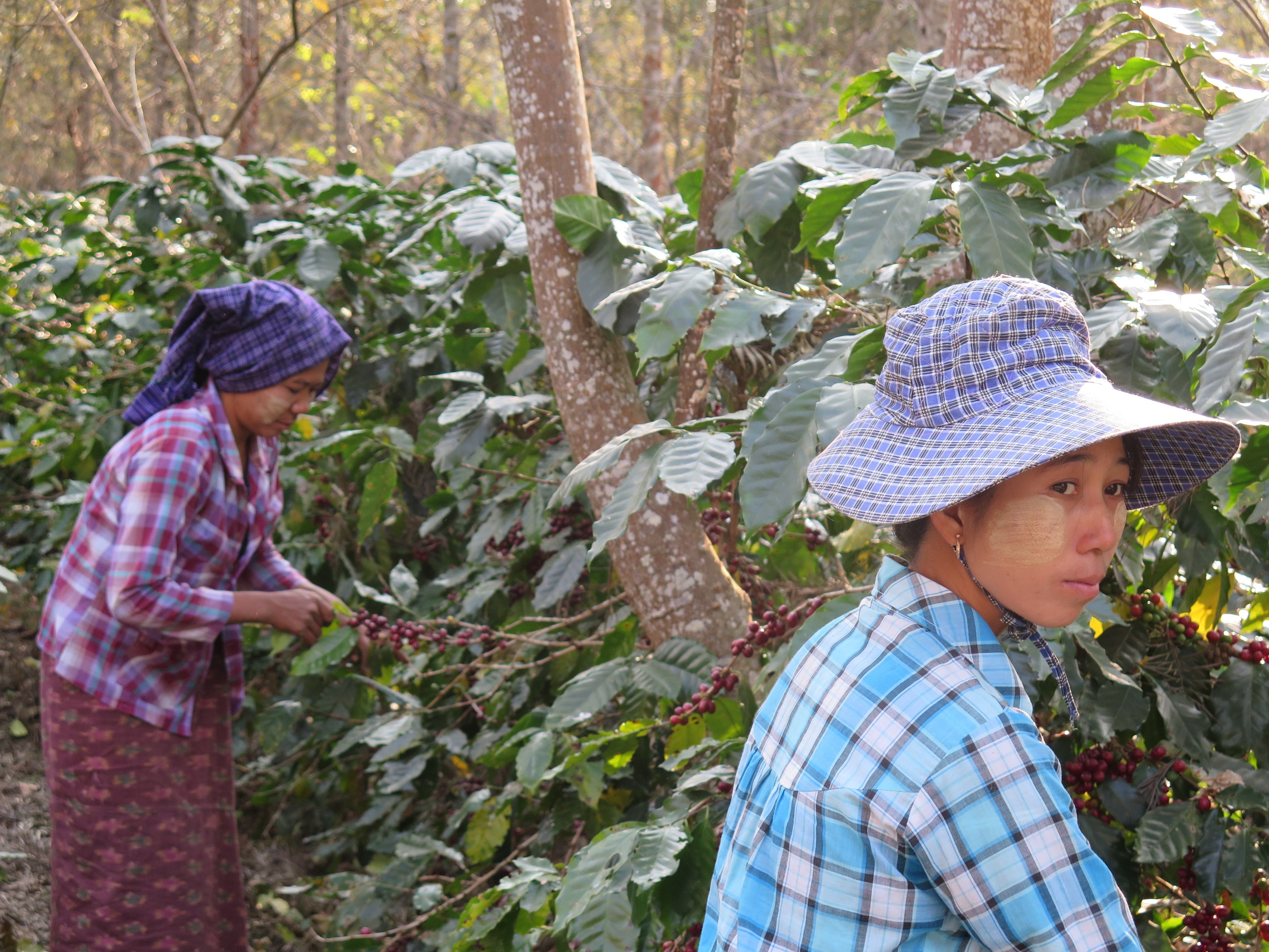 Producers picking coffee cherries in Myanmar