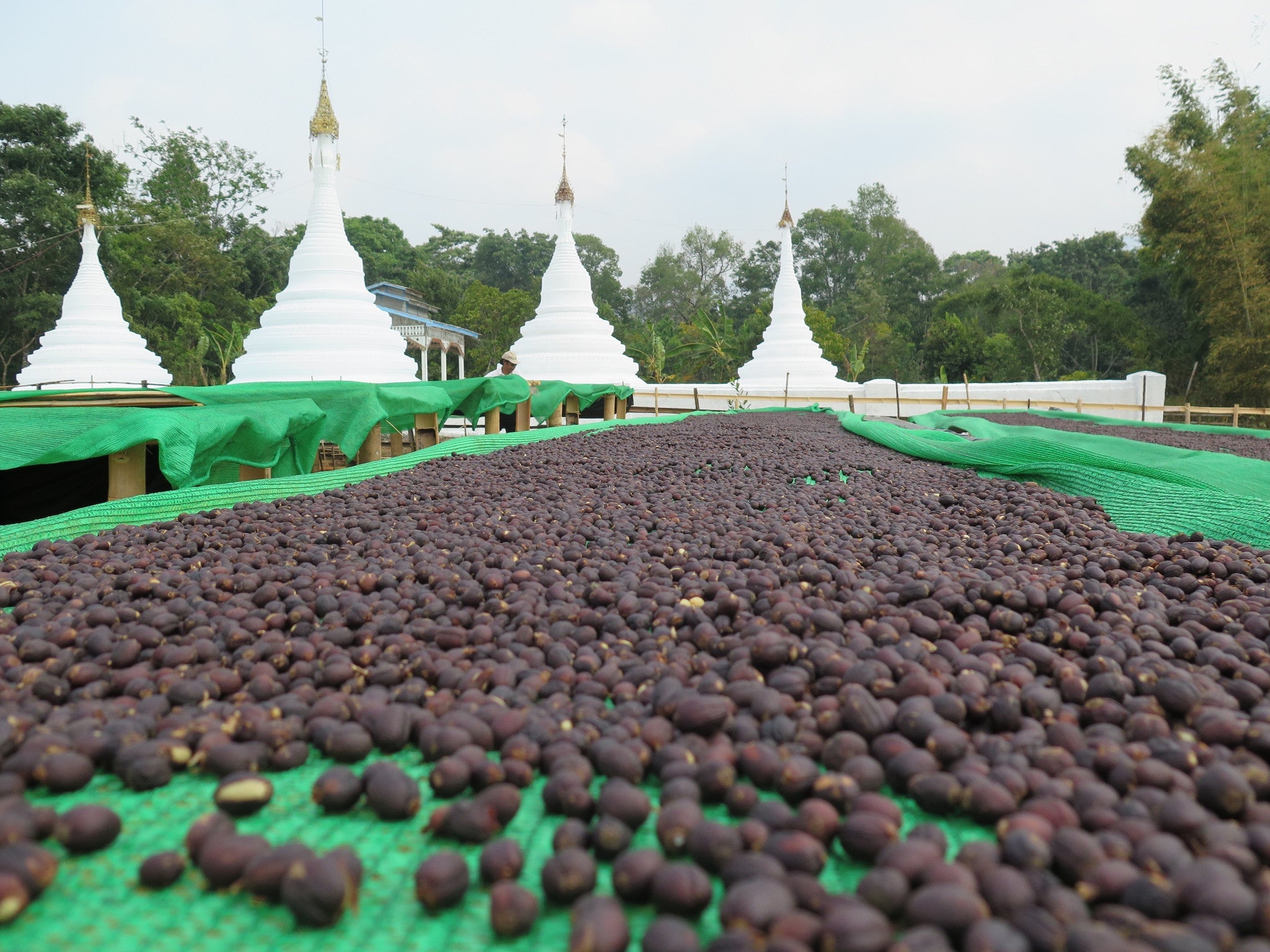 Coffee cherries drying on raised beds in Myanmar