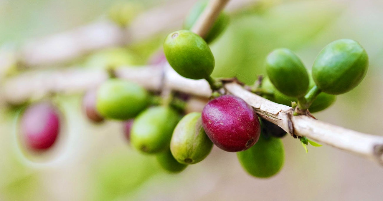 Red and Green Coffee cherries growing