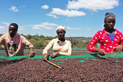Three people working over a large spread of dark brown coffee cherries on a green surface.