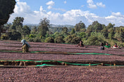 Workers tend to large fields of red coffee cherries under a blue sky.