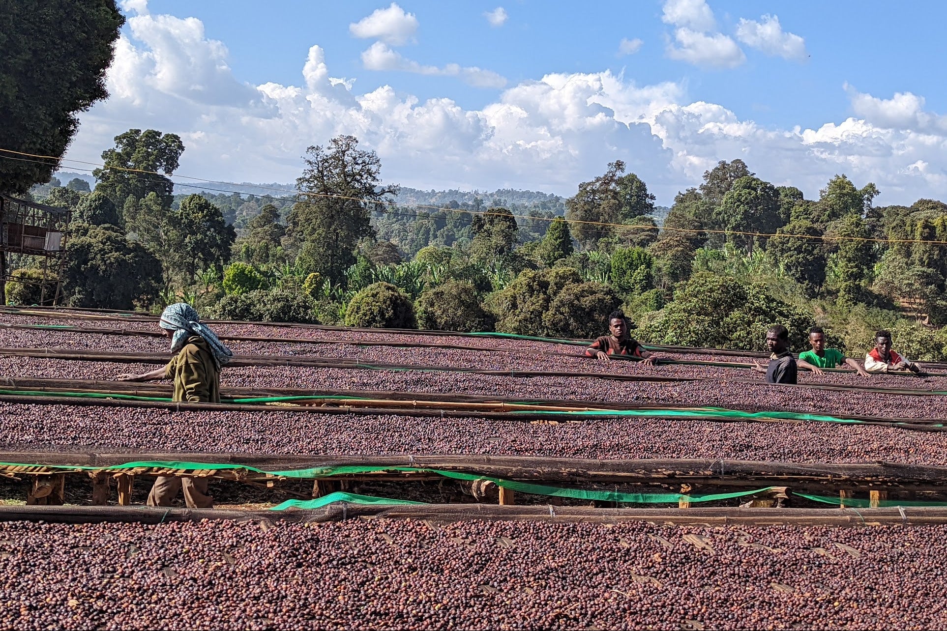 Workers tend to large fields of red coffee cherries under a blue sky.