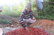 Picking through coffee cherries