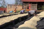 Sorting through drying coffee beds